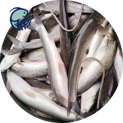 重庆银鳕鱼裸盖鱼苗养殖北海周边银鳕鱼品种